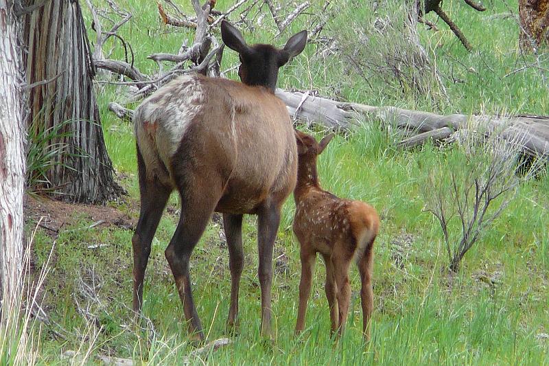 Elk and calf 2.jpg - They watch out together.